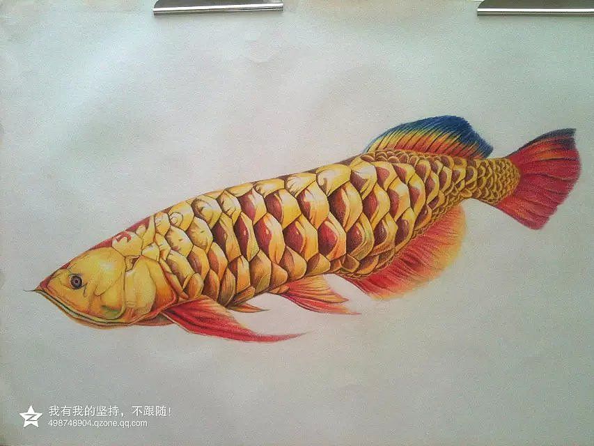 色彩金龍魚怎么畫好看又漂亮：國畫風(fēng)格的金龍魚怎么畫好看又漂亮 龍魚百科 第2張