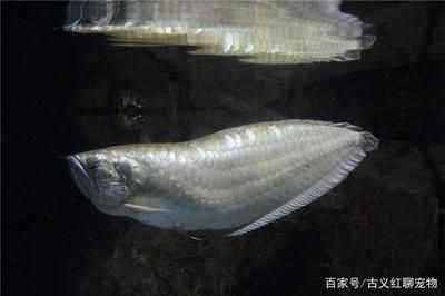 養(yǎng)龍魚的條件：養(yǎng)龍魚的注意事項