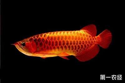 養(yǎng)龍魚的條件：養(yǎng)龍魚的注意事項