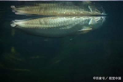 養(yǎng)龍魚的條件：養(yǎng)龍魚的注意事項