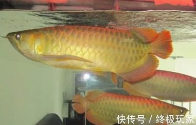 金龍魚翻白了怎么辦：金龍魚出現(xiàn)翻白肚的現(xiàn)象是因?yàn)榧膊「腥緦?dǎo)致的