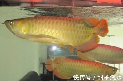 金龍魚翻白了怎么辦：金龍魚出現(xiàn)翻白肚的現(xiàn)象是因?yàn)榧膊「腥緦?dǎo)致的