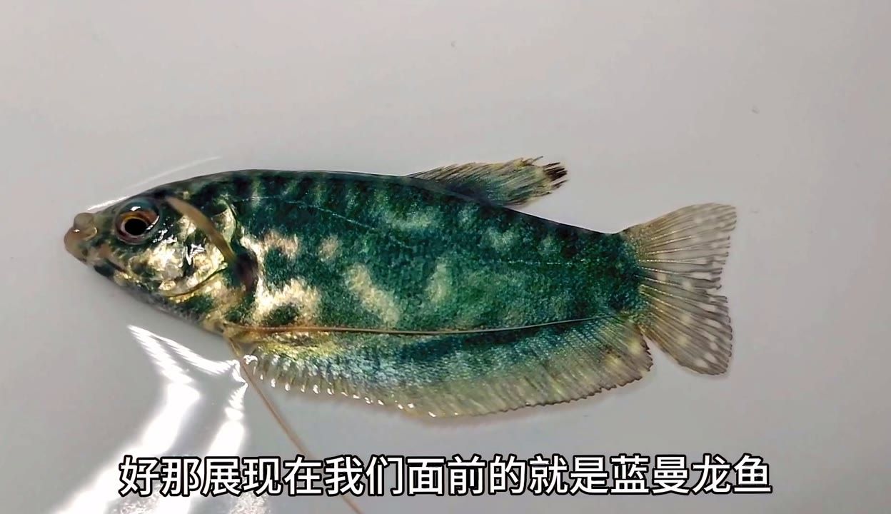 龍魚吐出來的綠色東西是什么：龍魚吐出來的綠色東西是怎么回事