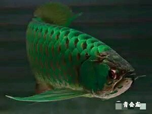 龍魚吐出來的綠色東西是什么：龍魚吐出來的綠色東西是怎么回事