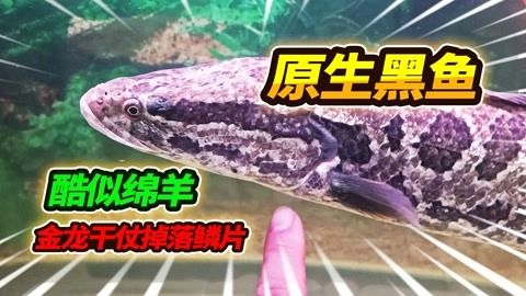 巨骨舌金龍魚：世界上體型最大的淡水魚之一巨骨舌魚和巨骨舌魚的區(qū)別