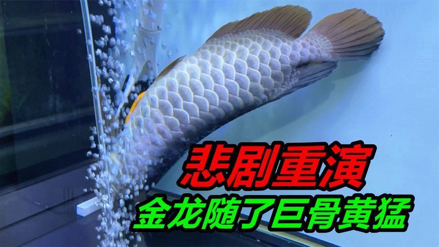 巨骨舌金龍魚：世界上體型最大的淡水魚之一巨骨舌魚和巨骨舌魚的區(qū)別