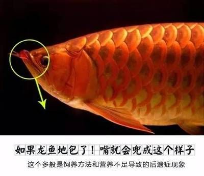 龍魚喂甲魚能治地包嗎：龍魚喂甲魚能治地包嗎龍魚喂甲魚能治地包嗎 龍魚百科 第1張