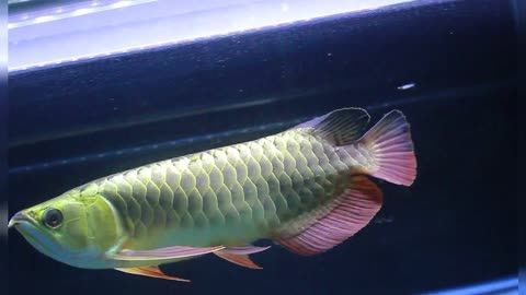 過(guò)背金龍魚(yú)發(fā)色不均勻：過(guò)背金龍魚(yú)發(fā)色不均勻可能是由多種因素引起的