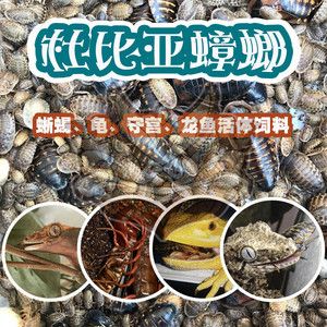 蟑螂喂龍魚怎么處理：喂食龍魚的蟑螂應該保持干凈衛(wèi)生以減少細菌和寄生蟲的風險