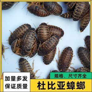 蟑螂喂龍魚怎么處理：喂食龍魚的蟑螂應該保持干凈衛(wèi)生以減少細菌和寄生蟲的風險