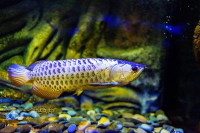 野生金龍魚吃什么食物：野生金龍魚吃什么食物野生金龍魚吃什么食物 龍魚百科 第3張