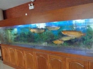 金龍魚(yú)眼睛塌陷：金龍魚(yú)的眼睛塌陷怎么辦