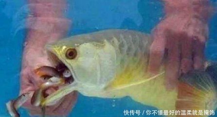 金龍魚不吃魚食：金龍魚不吃魚食可能是由于多種因素引起的