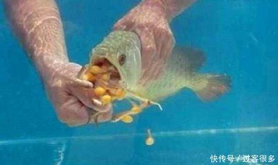 金龍魚不吃魚食：金龍魚不吃魚食可能是由于多種因素引起的