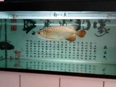 本溪龍魚專賣店：本溪市安利專賣店地址本溪龍魚專賣店地址本溪龍魚專賣店