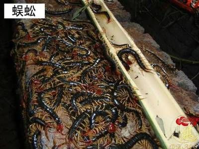 龍魚吃活蜈蚣好還是死蜈蚣好：龍魚吃活蜈蚣好還是死蜈蚣好， 龍魚百科 第1張