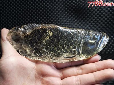 黑金龍魚價格行情：黑金龍魚價格受到多種因素影響黑金龍魚價格受到多種因素影響