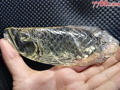 黑金龍魚價格行情：黑金龍魚價格受到多種因素影響黑金龍魚價格受到多種因素影響