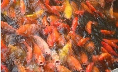 紅龍魚(yú)怎么做？：清蒸紅龍魚(yú)和家燜紅龍魚(yú)怎么做紅龍魚(yú)怎么做 龍魚(yú)百科 第1張