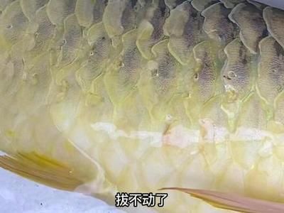 龍魚一動不動水面呆著：發(fā)現(xiàn)龍魚一動不動地呆在水面，可能有多種原因?qū)е逻@種行為 龍魚百科