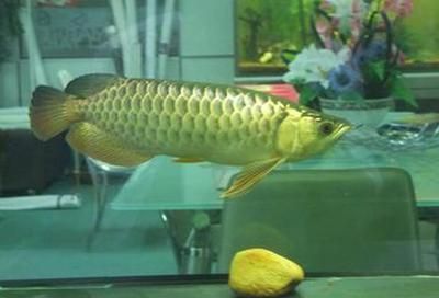 金龍魚(yú)嘴巴上起了個(gè)泡怎么治療：金龍魚(yú)嘴巴上起了一個(gè)泡怎么回事