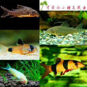 龍魚會吃三間鼠嗎：龍魚和三間鼠并不適宜混養(yǎng)，以下是詳細解釋，龍魚會吃三間鼠嗎 龍魚百科 第3張