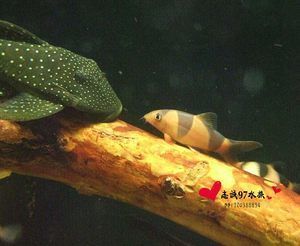 龍魚會吃三間鼠嗎：龍魚和三間鼠并不適宜混養(yǎng)，以下是詳細解釋，龍魚會吃三間鼠嗎 龍魚百科 第1張