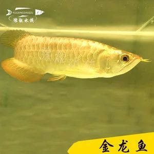 龍魚的過背高背什么意思：龍魚的過背和高背什么意思龍魚的過背和高背什么意思 龍魚百科 第1張