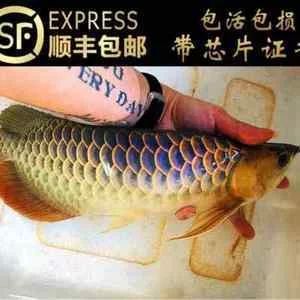 龍魚的過背高背什么意思：龍魚的過背和高背什么意思龍魚的過背和高背什么意思 龍魚百科 第3張