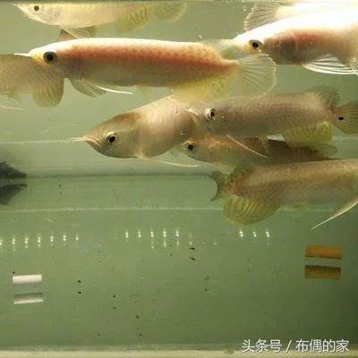 龍魚的過背高背什么意思：龍魚的過背和高背什么意思龍魚的過背和高背什么意思 龍魚百科 第2張