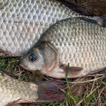 龍魚可以吃鯽魚嗎：龍魚可以吃鯽魚嗎， 龍魚百科 第3張