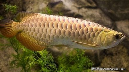 龍魚化石品種：中華魚龍化石品種主要指的是活體淡水魚類的品種 龍魚百科 第1張