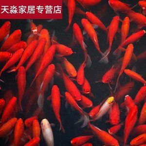 紅龍魚專賣店地址在哪里：紅龍魚專賣店地址