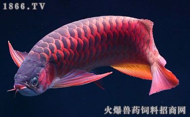 金龍魚暴斃原因：金龍魚暴斃的原因 龍魚百科 第3張