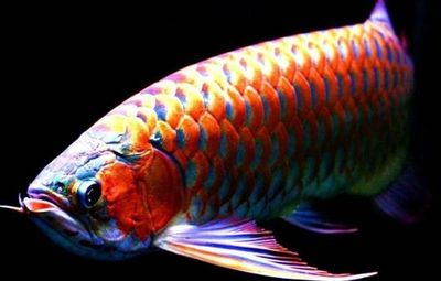 龍魚(yú)背部：關(guān)于龍魚(yú)背部的一些特點(diǎn) 龍魚(yú)百科 第1張