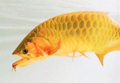 金龍魚(yú)嘴巴一直張開(kāi)怎么辦：金龍魚(yú)嘴巴一直張開(kāi)是怎么回事 龍魚(yú)百科 第2張