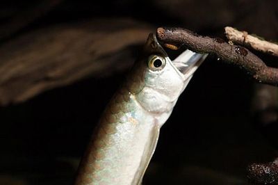 怎么培養(yǎng)龍魚搶食兇猛：培養(yǎng)龍魚搶食兇猛的方法