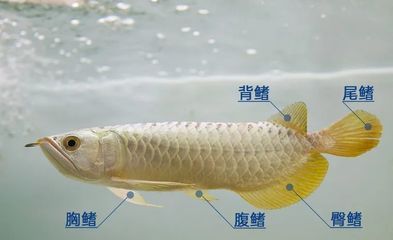 金龍魚(yú)腹鰭根部斷了一點(diǎn)：金龍魚(yú)腹部斷了一點(diǎn)怎么辦