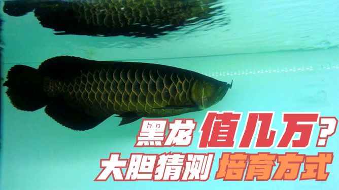 純黑龍魚多少錢一條：純黑龍魚多少錢一條純黑龍魚多少錢一條