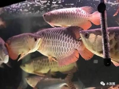 為什么很多人養(yǎng)龍魚：為什么很多人養(yǎng)龍魚，很多人養(yǎng)龍魚的主要原因是什么 龍魚百科 第2張