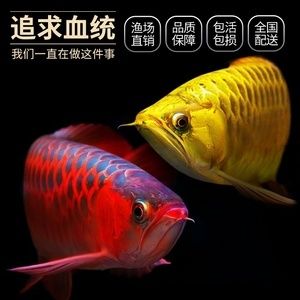 金龍魚(yú)鼻子破了怎么回事：金龍魚(yú)鼻子破了可能有多種原因