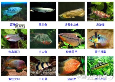 金龍魚(yú)鼻子破了怎么回事：金龍魚(yú)鼻子破了可能有多種原因