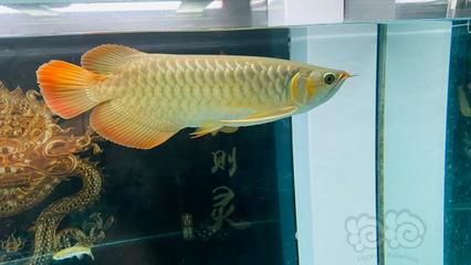 龍魚到家?guī)滋炜梢該Q水：龍魚到家?guī)滋鞊Q水