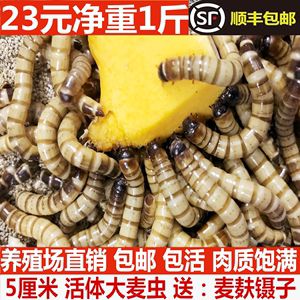 大型金龍魚可以喂面包蟲嗎：大型金龍魚可以喂面包蟲嗎大型金龍魚可以喂面包蟲嗎