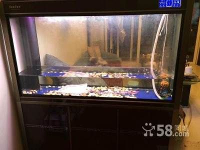 九龍魚缸是多大的缸：九條龍魚缸的尺寸是多大？ 龍魚百科 第1張