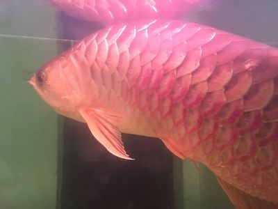 紅寶石龍魚價(jià)格表：紅寶石龍魚價(jià)格表根據(jù)魚的大小、品種和來源地不同 龍魚百科 第2張