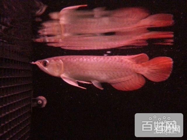 藍底龍魚要用什么顏色燈光養(yǎng)護：藍底金龍魚養(yǎng)護燈光選擇