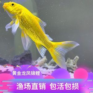 黃金錦鯉和黃金龍鳳是一種魚嗎？：黃金錦鯉和黃金龍鳳并不是同一種魚，它們并不是同一種魚 龍魚百科 第1張