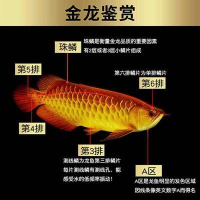 紅龍魚幼苗和金龍魚幼苗區(qū)別在哪里：紅龍魚幼苗和金龍魚幼苗區(qū)別在哪里紅龍魚幼苗和金龍魚幼苗區(qū)別 龍魚百科 第2張