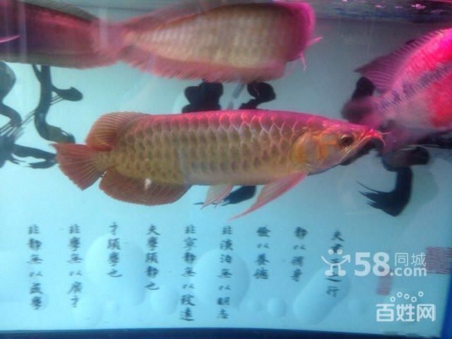 個人轉(zhuǎn)讓紅龍魚：紅龍魚的價格是多少